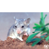 گونه همستر خاکستری Grey Dwarf Hamster